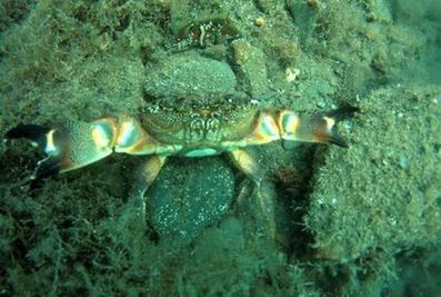 Море зовёт!